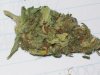 bigbudmike-albums-first-grow-picture85345-101-0671.jpg