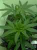 b420 005.jpg