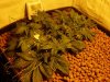 died-evil-albums-fifth-grow-picture85439-pa060010.jpg
