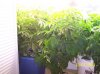 2009 Grow 004.jpg