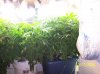 2009 Grow 006.jpg