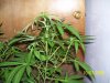 OG#18.M. kush.Afghani#1 003.jpg