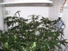 bigbudmike-albums-first-grow-picture85534-101-0695.jpg