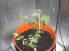 Tomatoe plant clones.jpg