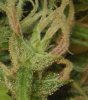 Pink Lady trichomes.jpg