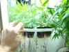 hwy420-albums-g-room-picture86576-fresh-roots-2-net-cups.jpg