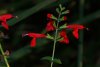 Cardinal flower.jpg