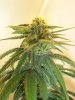 Flower Day 30 (11).jpg