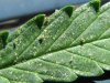 spider mites..jpg