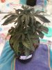 Day 27 from Seed Pot 1.jpg