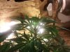plant1.jpg