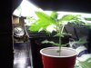 inside seed.jpg