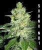 g13-labs-sk-no-1-feminized.jpg