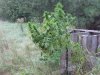 Compost Plants 014.jpg