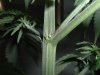 DSCF0717.jpg