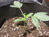 day14indicaafter.jpg