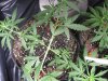 day24sativa3.jpg