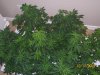 100_3373.jpg