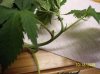 2009 Grow 001.jpg