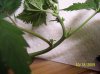 2009 Grow 003.jpg