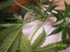 2009 Grow 005.jpg