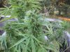 Compost Plants 029.jpg
