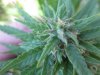 Compost Plants 052.jpg