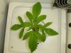 DSC02441.jpg