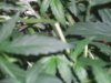 suppercropping bending 004.jpg