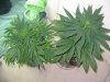 rydub-albums-wonder-woman-ppp-grow-picture89479-ppp-next-wonder-woman.jpg