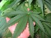 rydub-albums-wonder-woman-ppp-grow-picture89476-pretty-big-11-leafer.jpg