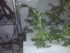 IMG00242.jpg