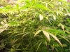 2009 Grow 004.jpg