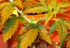 Bagseed #1 - October 31st2.jpg