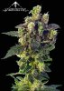 cannabis-seeds_sagarmatha_bluethunder.jpg