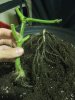 13 root stem.jpg