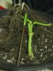 14 stem roots chopstick.jpg