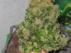 lowryder 63 harvest day 009.jpg