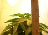 grow pictures 001.jpg