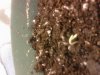 day1 sprout3.jpg