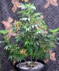 3 stooges at 12 weeks veg 2 days flower.JPG