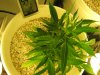 white widow 005.jpg