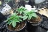 dopewear-albums-new-cab-grow-picture91163-dsc-4910.jpg