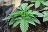 dopewear-albums-new-cab-grow-picture91164-dsc-4911.jpg