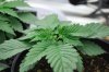 dopewear-albums-new-cab-grow-picture91165-dsc-4912.jpg