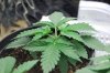dopewear-albums-new-cab-grow-picture91166-dsc-4913.jpg