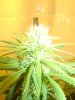 bluehashday18flower.JPG