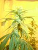 bluehashday18flower2.JPG