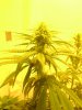 buehashday18flower3.JPG