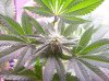 100_2523.jpg